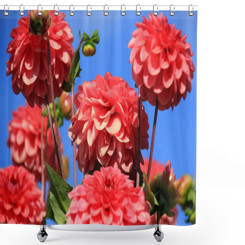 Personality  Red Asters Blooming In The Garden On A Sunny Summer Day Shower Curtains