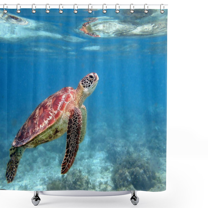 Personality  Snorkeling With A Sea Turtle At Moalboal On Cebu Island Shower Curtains