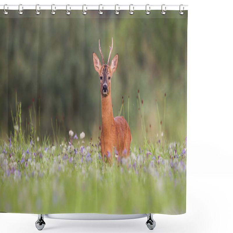 Personality  Roe Deer Buck With Green Blurred Background For Copy Shower Curtains