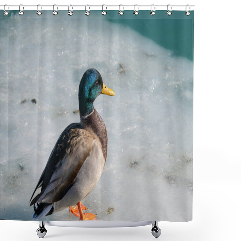 Personality  Mallard Duck Is Perched On A Piece Of Ice From A Frozen Lake On A Cold Day In Winter Shower Curtains