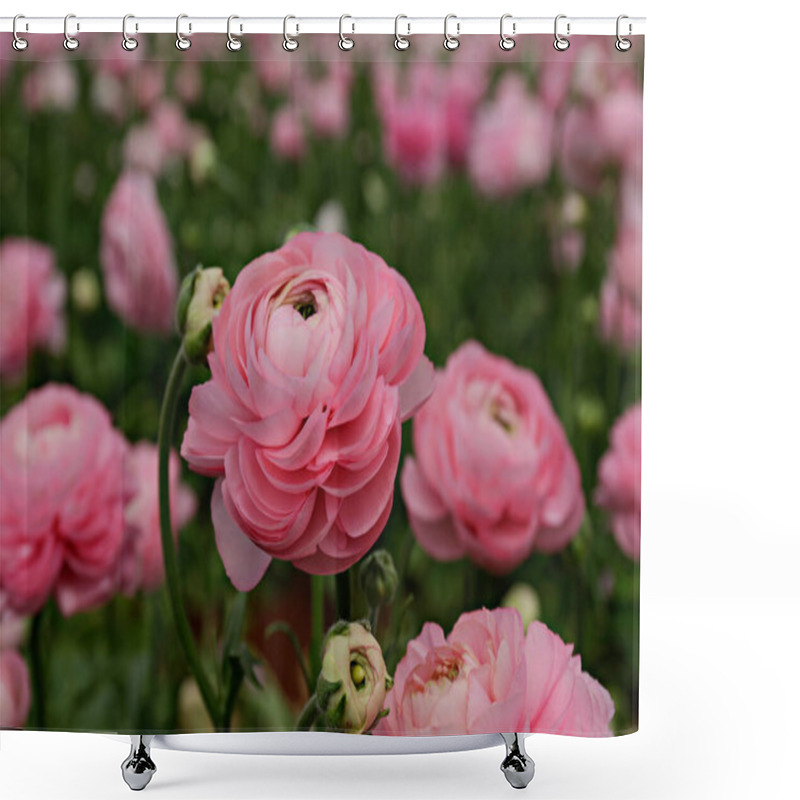 Personality  Close Up Shot Of A Beautiful Blossoming Ranunculus Bud In The Field. Persian Buttercup Flower Farm At Springtime Blooming Season. Copy Space For Text, Colorful Background. Shower Curtains