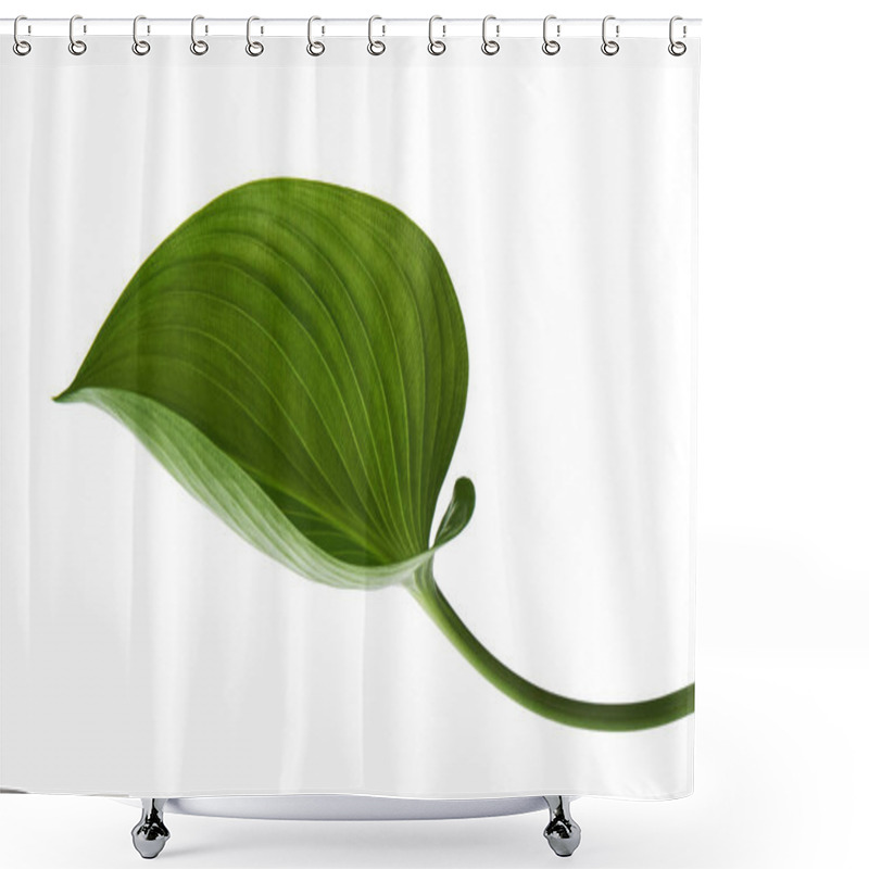 Personality  Cardwell Lily Leaf, Green Circular Leaves Isolated On White Background, With Clipping Path                                   Shower Curtains