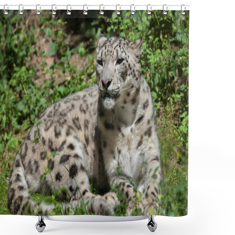 Personality  Snow Leopard (Panthera Uncia).  Shower Curtains