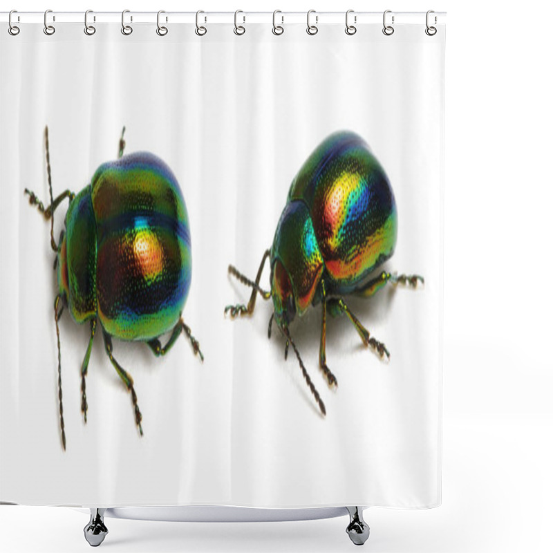 Personality  Leaf Beetle Chrysolina Graminis Isolated On White Background Shower Curtains