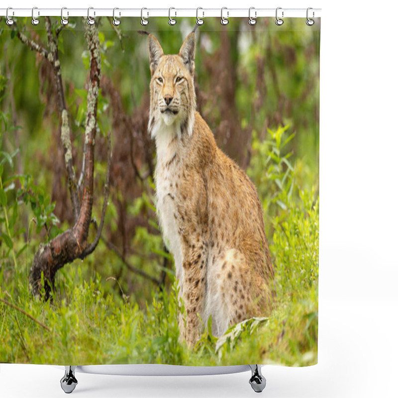 Personality  A Light Brown Lynx With Dark Spots And Stripes Sits On Its Hind Legs In A Grassy Area In Summer. It Has Pointed Ears With Tufts Of Fur And Stares At The Camera. Shower Curtains