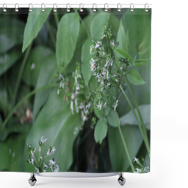 Personality  A Cluster Of Small White Flowers Is Surrounded By Lush Green Leaves Under Soft Natural Light. The Tranquil Outdoor Environment Suggests A Peaceful Morning. Shower Curtains