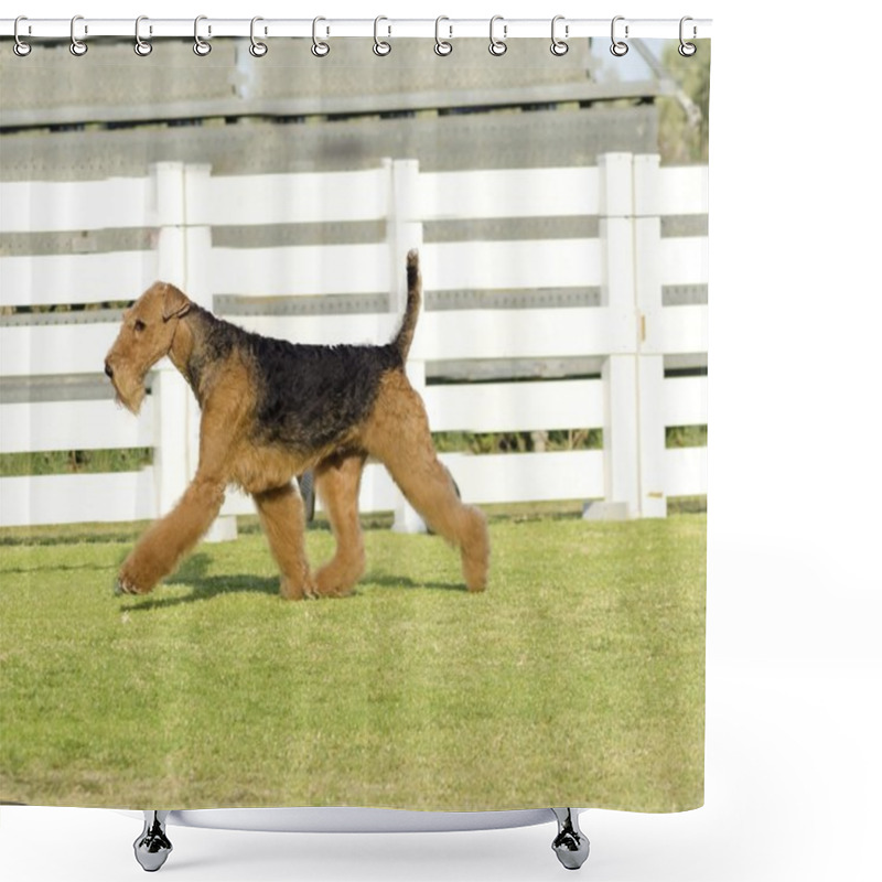 Personality  Airedale Terrier Dog Shower Curtains