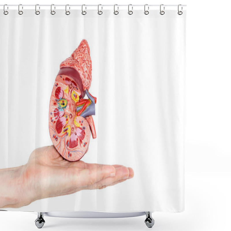 Personality  Flat Hand Showing Model With Inside Of Human Kidney Shower Curtains