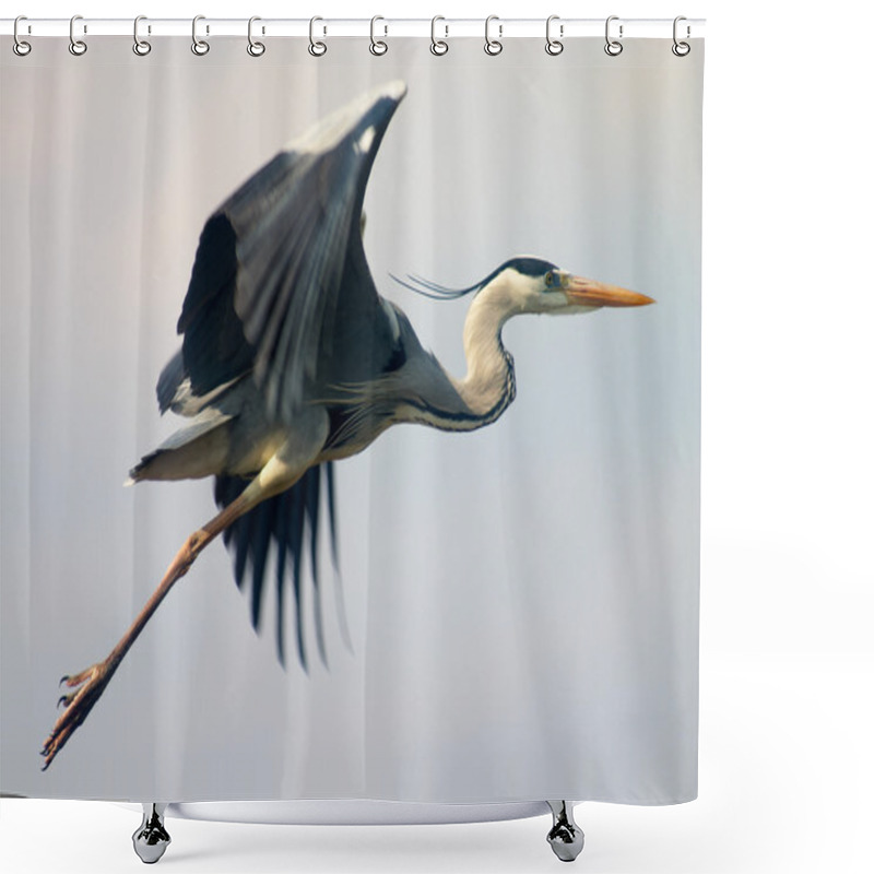 Personality  Flying Heron Bird Shower Curtains