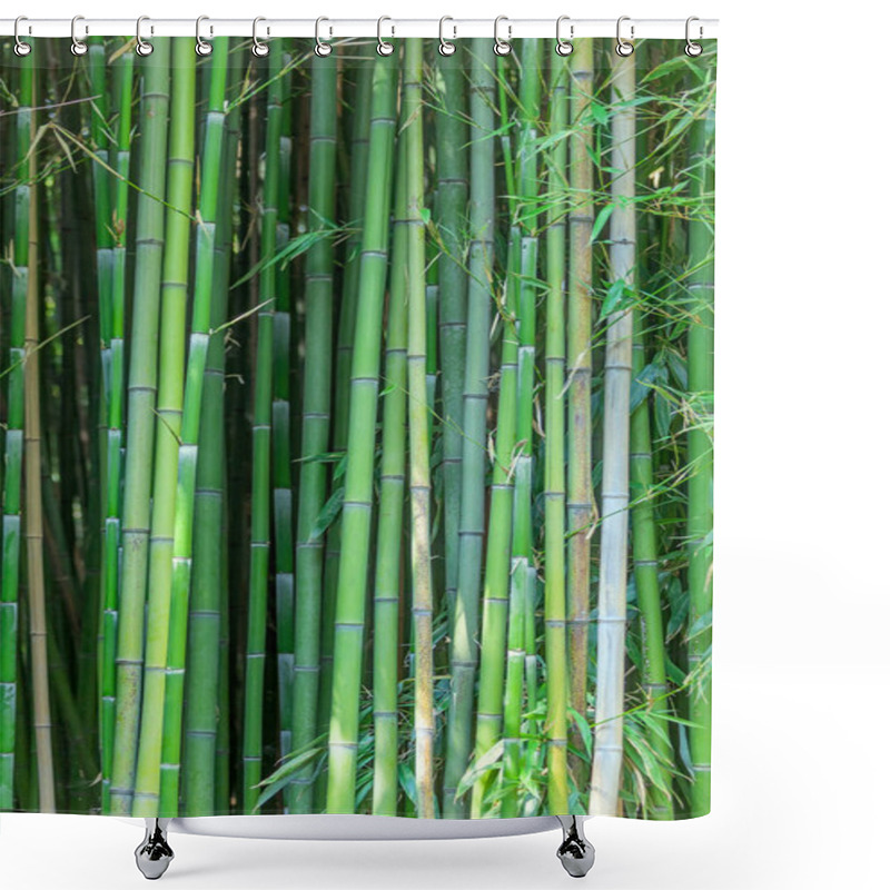 Personality  Grove Of Green Bamboo Trees Shower Curtains