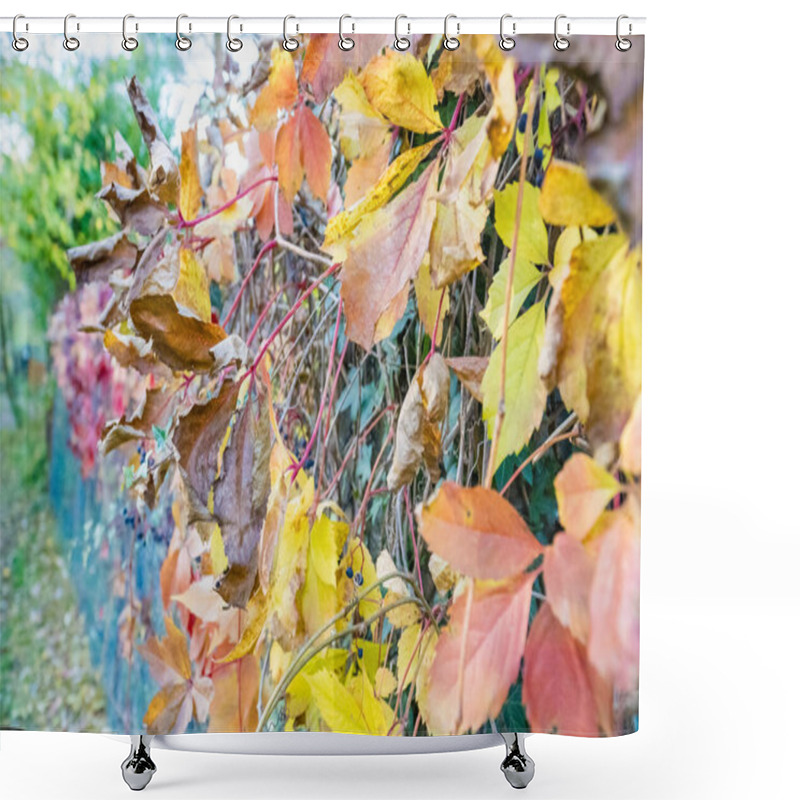 Personality  Natural Background Of Red Autumn Leaves. A Shrub On The Fence Wall, A Climbing Plant. High Quality Photo Shower Curtains