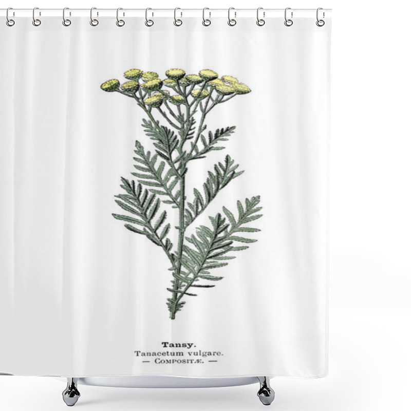 Personality  Botanical Illustration. Picture Of Plant Shower Curtains