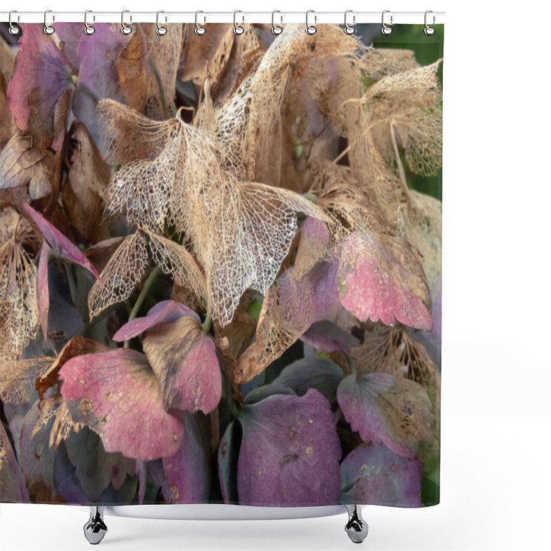 Personality  Dark Purple And Dry Brown Skeletonized Hydrangea Flowers In The Autumn. Hortensia Weathered Inflorescence. Shower Curtains