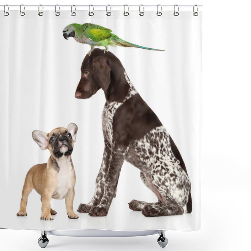 Personality  Group Of Pets On A White Background. Two Dogs And A Parrot On A White Background Shower Curtains