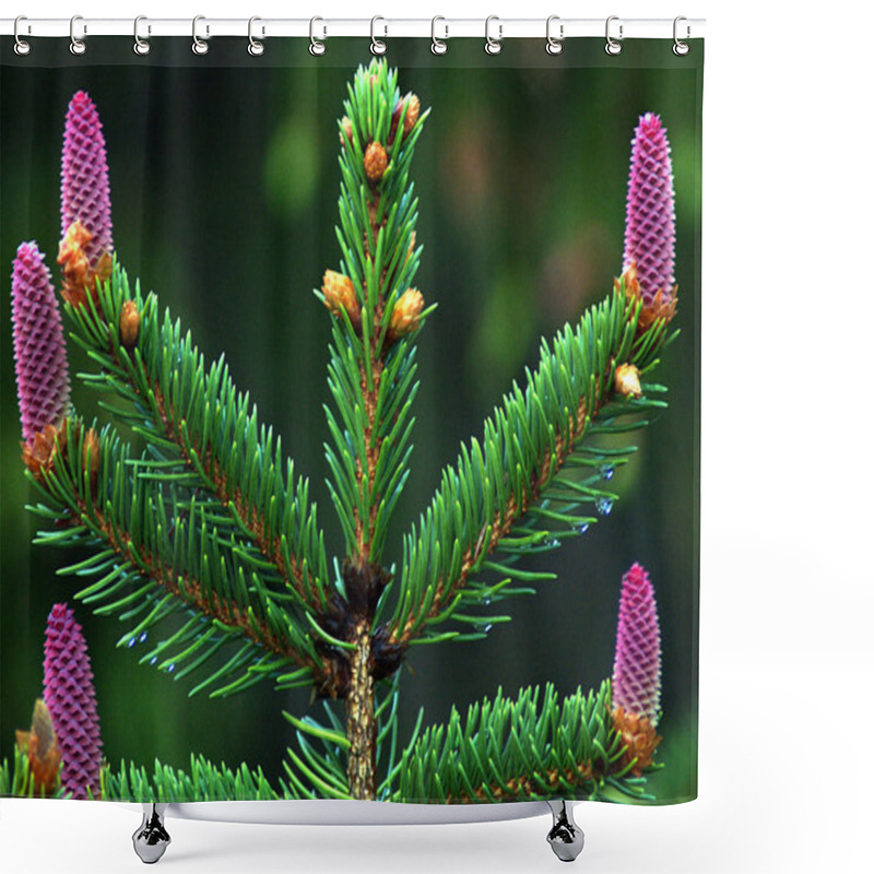 Personality  Female Spruce Cones Shower Curtains