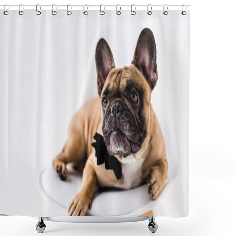 Personality  French Bulldog With Bow Tie Shower Curtains