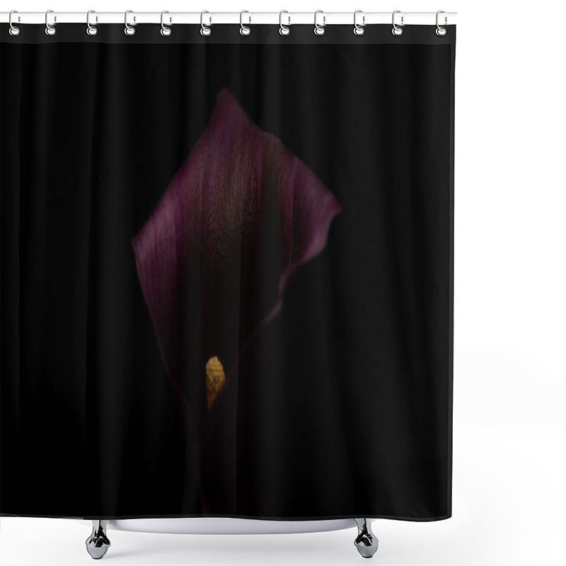 Personality  Close Up View Of Purple Calla Flower Isolated On Black Shower Curtains