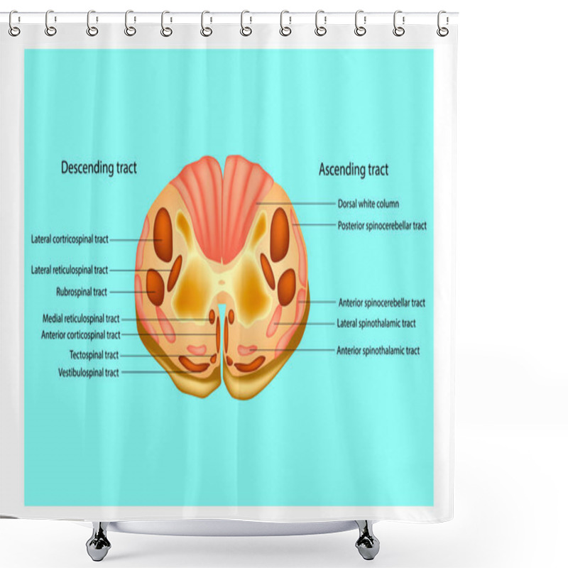 Personality  Spinal Cord. Main Subdivisions. Structure. Vector Shower Curtains