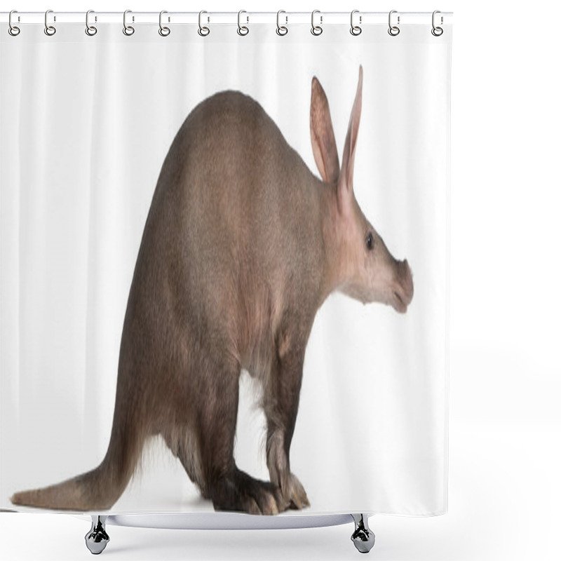 Personality  Aardvark, Orycteropus, 16 Years Old, Standing In Front Of White Background Shower Curtains