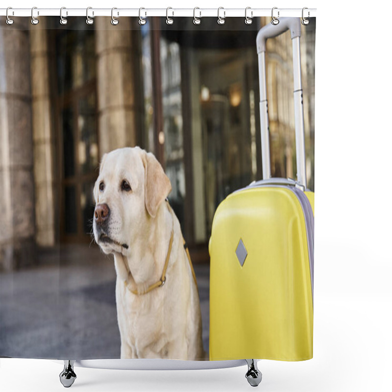 Personality  Labrador Sitting Beside Yellow Luggage Near Entrance Of Pet Friendly Hotel, Travel Concept Shower Curtains