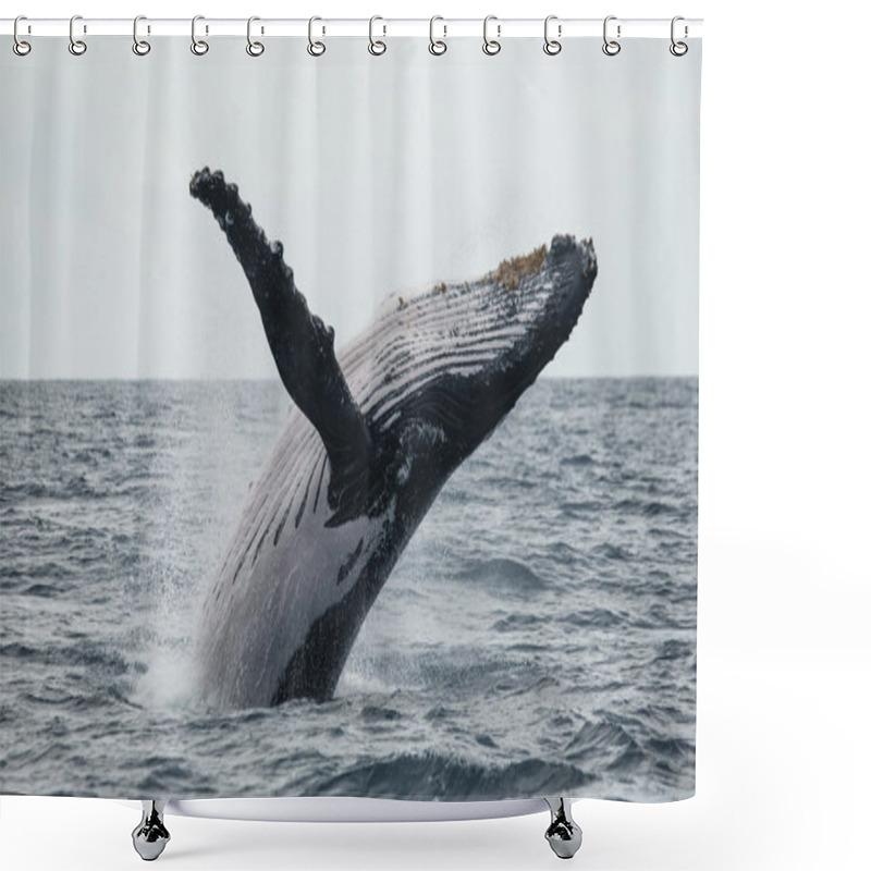 Personality  Whale Jumping In The Air Shower Curtains