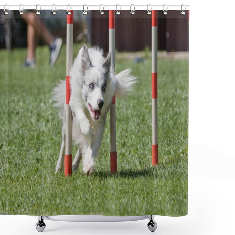 Personality  Jet-running Australian Shepherd Between Slalom Poles During Agility Competitions Shower Curtains