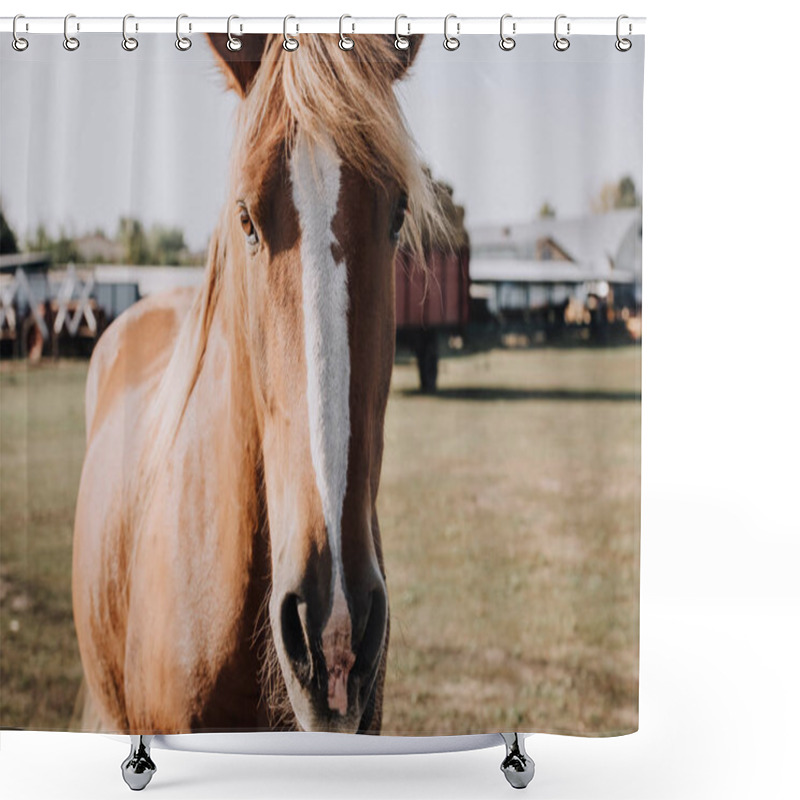 Personality  Portrait Of Beautiful Brown Horse Grazing On Meadow At Ranch Shower Curtains