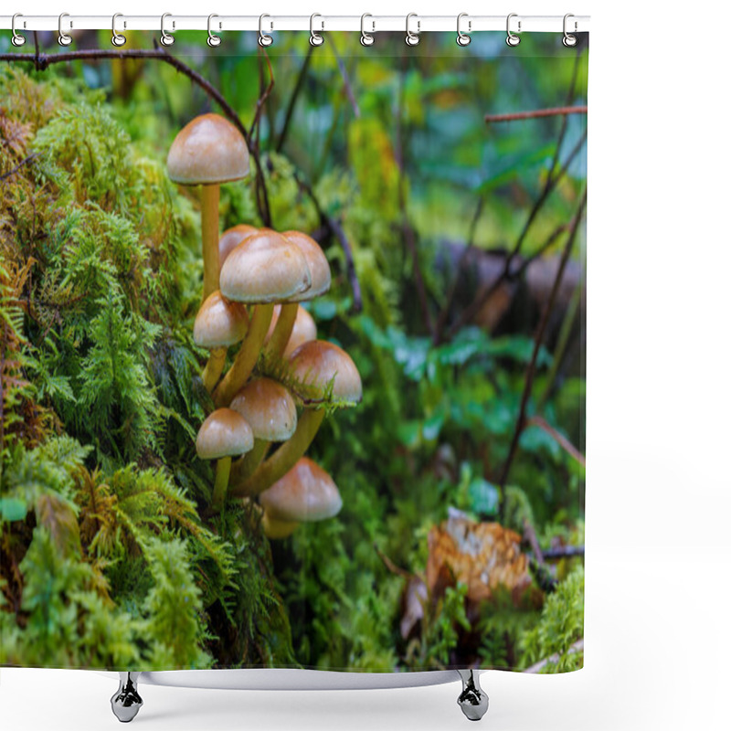 Personality  A Beautiful Cluster Of Mushrooms Is Nestled In Vibrant Green Moss Found Under The Lush Forest Canopy Above Shower Curtains