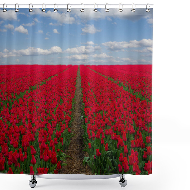 Personality  Dutch Red Tulip Fields Under Blue Sky Shower Curtains