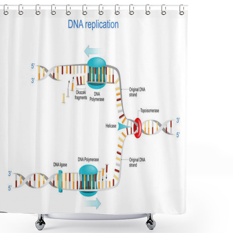 Personality  DNA Replication. Okazaki Fragments, Topoisomerase, Helicase, DNA Polymerase, DNA Ligase And RNA. Vector Illustration. Poster For Science And Education Shower Curtains