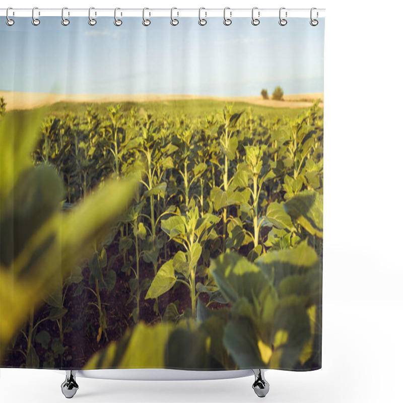 Personality  Growing Of Sunflower Plants In The Fields Of Thasos, Greece Shower Curtains