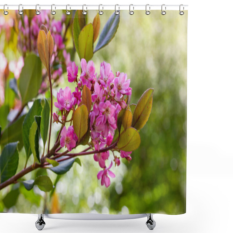 Personality  Rhaphiolepis Indica, Indian Hawthorn In Full Bloom. A Branch With Pink Blooming Flowers On A Blurry Green Background In A Botanical Garden On A Spring Sunny Day. Evergreen Shrub In Summer Park.  Shower Curtains