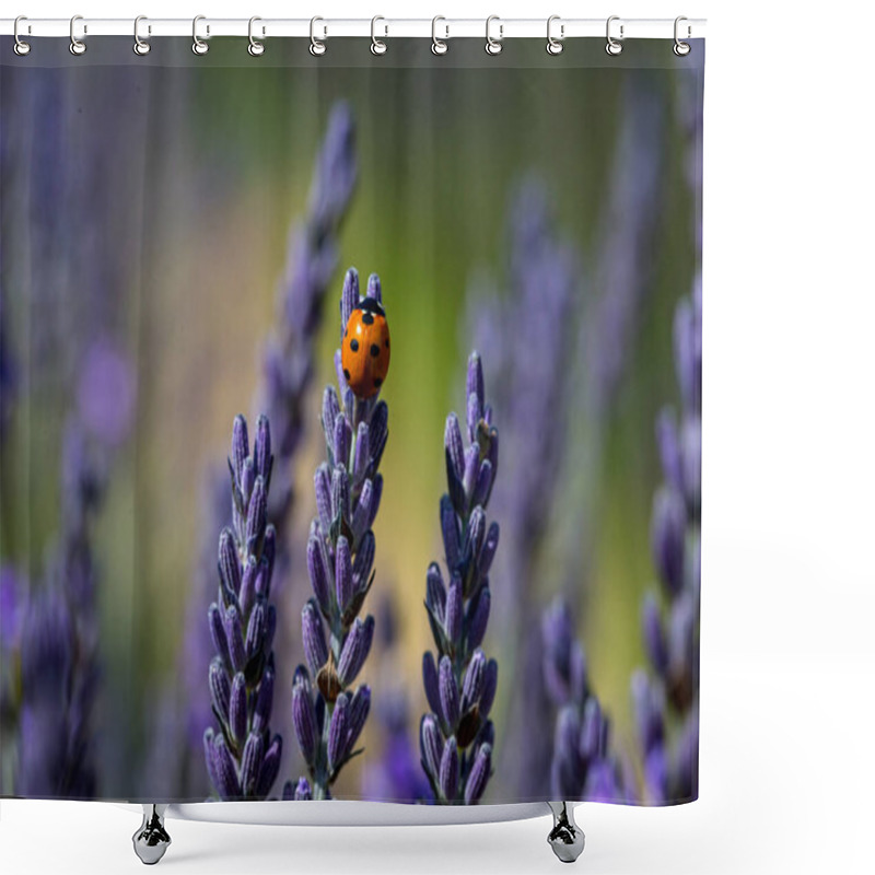 Personality  A Ladybird On A Lavender Flower, With A Shallow Depth Of Field Shower Curtains