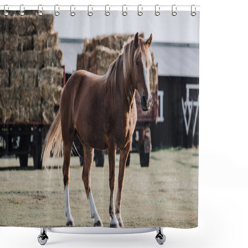 Personality  Selective Focus Of Beautiful Brown Horse Grazing On Meadow With Stocked Hay Behind At Farm Shower Curtains