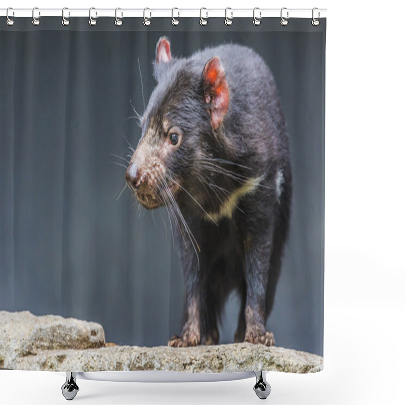 Personality  Tasmanian Devil Close Up Shower Curtains