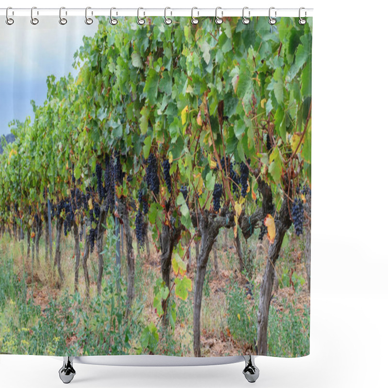 Personality  View On Vineyard In Spanish Valley, Harvesting, Thanksgiving.  Shower Curtains