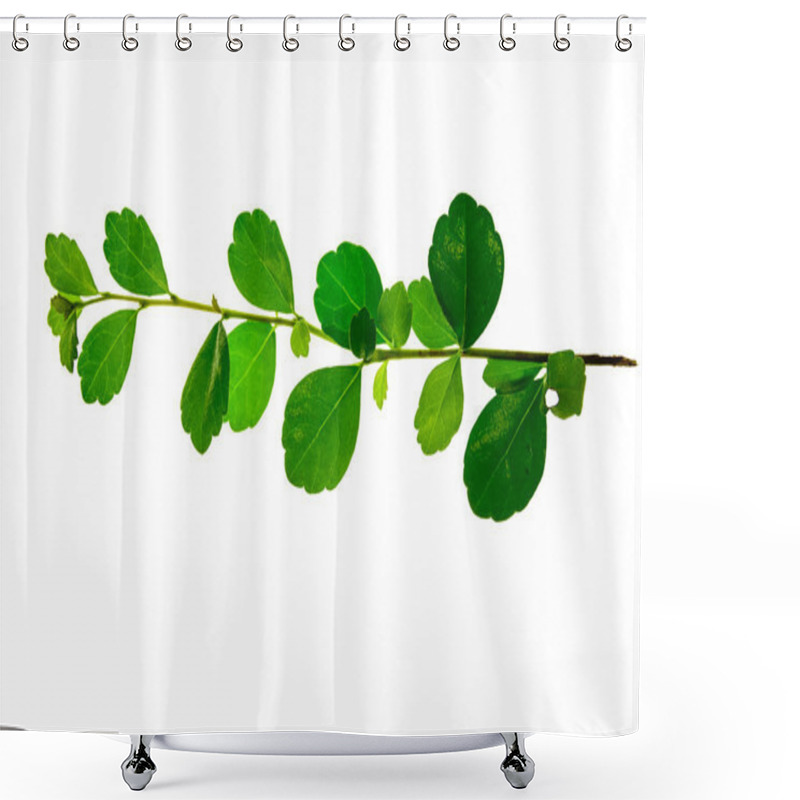 Personality  Branch Of Fresh Bay Laurel Leaves Isolated On White Background Shower Curtains