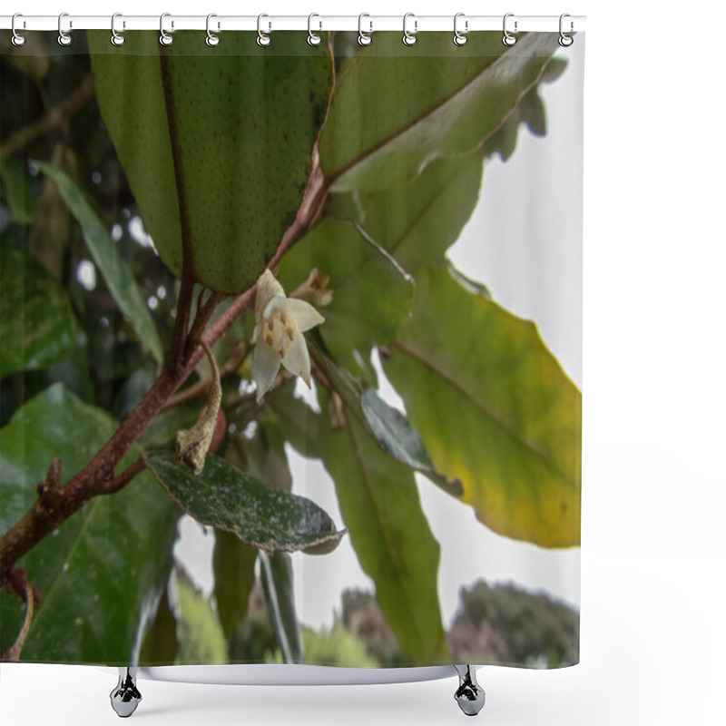 Personality  Thorny Olive,spiny Oleaster Or Silverthorn Plant Branch With White Flower And Leaves. Elaeagnus Pungens Ornamental Flowering Plant. Shower Curtains