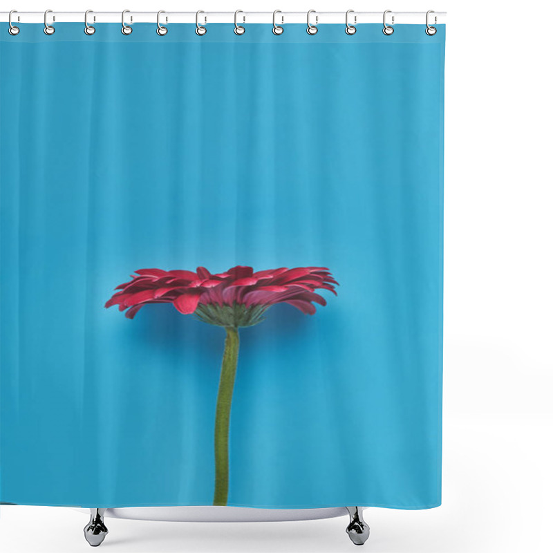 Personality  Top View Of Beautiful Single Gerbera Flower On Blue, Mothers Day Concept Shower Curtains