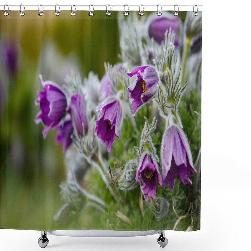 Personality  Dream-grass One Of The Most Beautiful Flower. Pulsatilla Blooms The Spring In The Forest Or Park On A Sunny Day. Pulsatilla Flower Close-up View. Contour Special Light. Best For Benner Illustration Shower Curtains