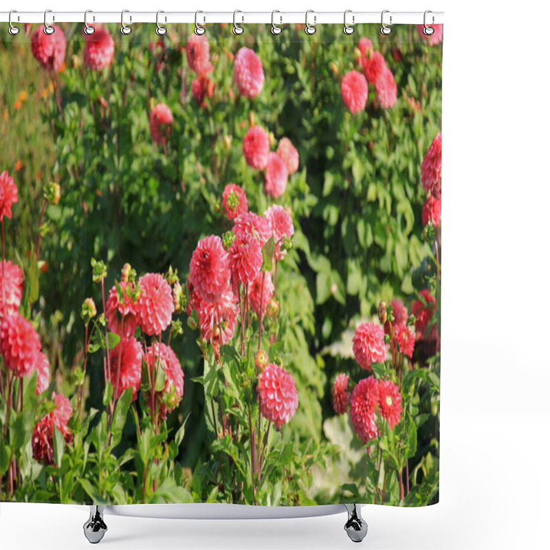 Personality  Red Asters Blooming In The Garden On A Sunny Summer Day Shower Curtains