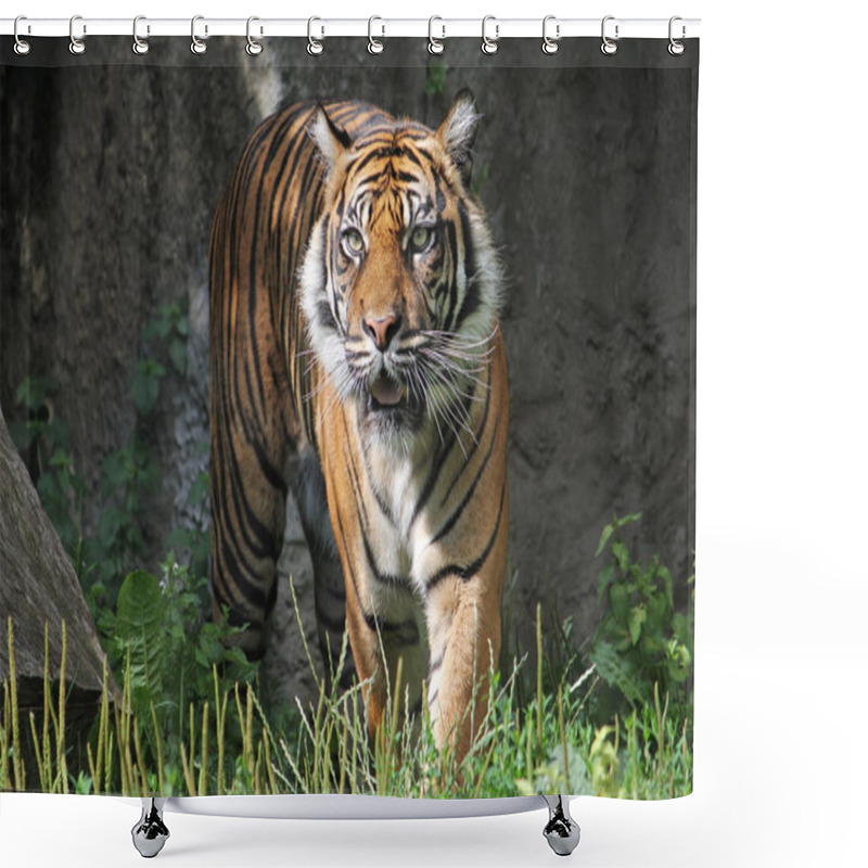 Personality  Sumatran Tiger In The Warsaw Zoo Shower Curtains