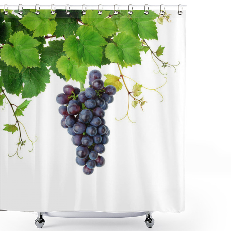 Personality  Grapevine With Blue Grape Cluster Shower Curtains