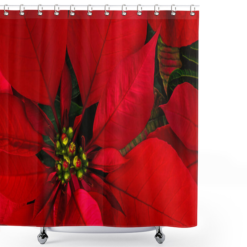 Personality  Poinsettia Flower Shower Curtains