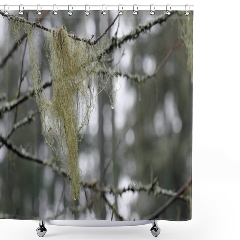 Personality  Usnea Lichen Growing In A Birch Tree In Teijo, Finland. The Usnea Lichens Are Commonly Called Old Man's Beard, Beard Lichen, Or Treemoss And They Are Very Sensitive To Air Pollution. Shower Curtains