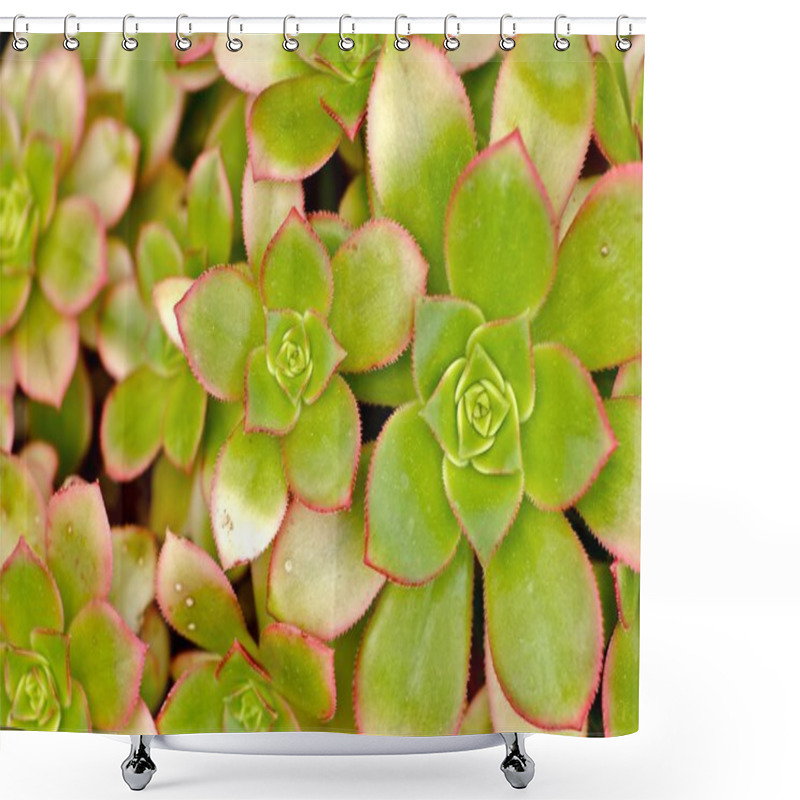 Personality  Green Cactuses Shower Curtains