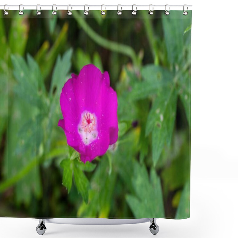 Personality  Blossom Of A Purple Poppy-mallow, Callirhoe Involucrata Shower Curtains