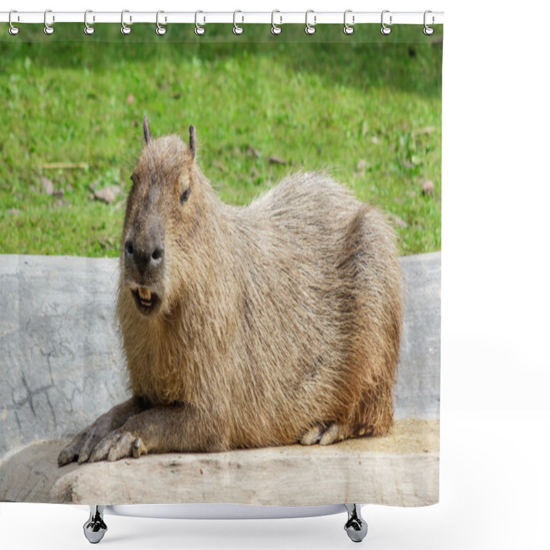 Personality  Capybara Shower Curtains