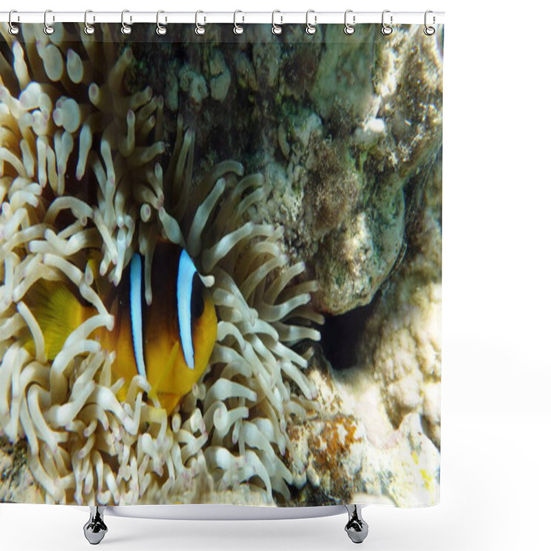 Personality  Clown Fish Amphiprion (Amphiprioninae). Red Sea Clown Fish. Shower Curtains