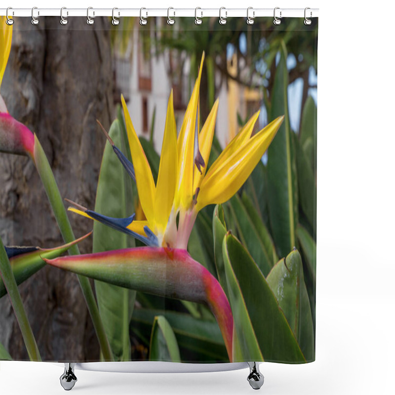 Personality  Bird Of Paradise Flower,also Called Strelitzia Or Parrot Flower. Taken On Tenerife,canary Islands,spain Shower Curtains